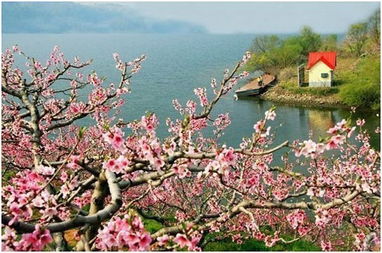 鴨綠江畔 美麗丹東 四日自駕尋春游