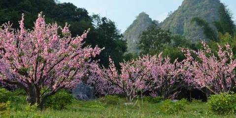 仙游到桂林旅游|桂林大漓江、陽朔雙飛四日游|仙游旅行社排行榜